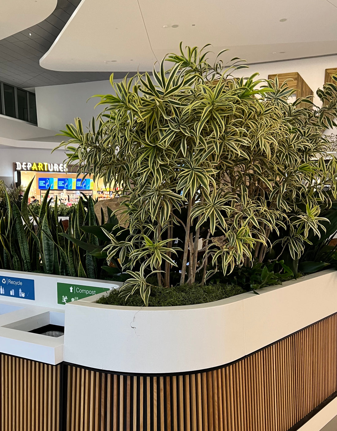 Song of India, Dracaena Reflexa Dragon Tree