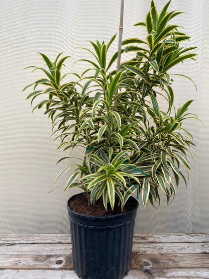 Song of India, Dracaena Reflexa Dragon Tree