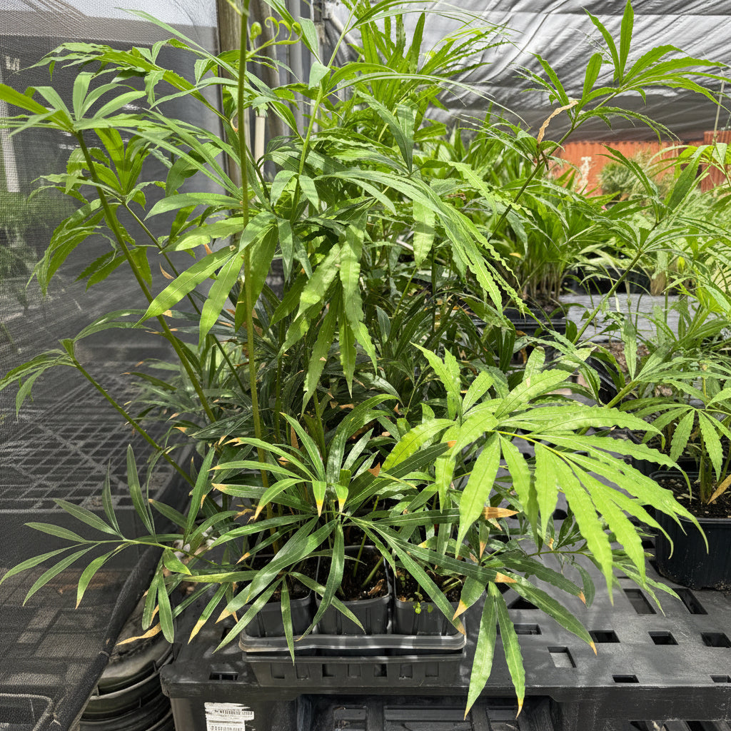Cycas Debaoensis, Debao Fern, Split Leaf Cycad