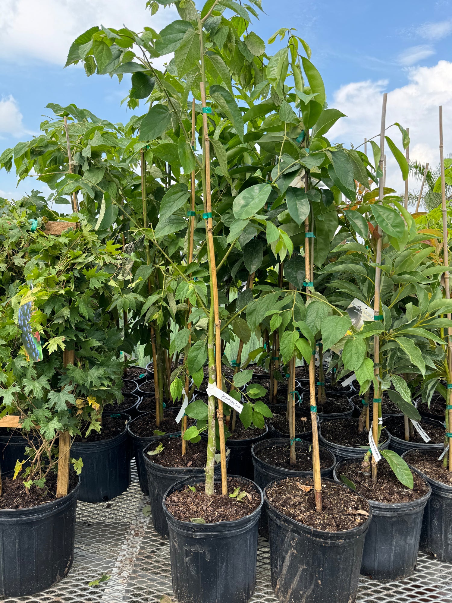 Strawberry Tree, Jamaican Cherry Fruit Tree