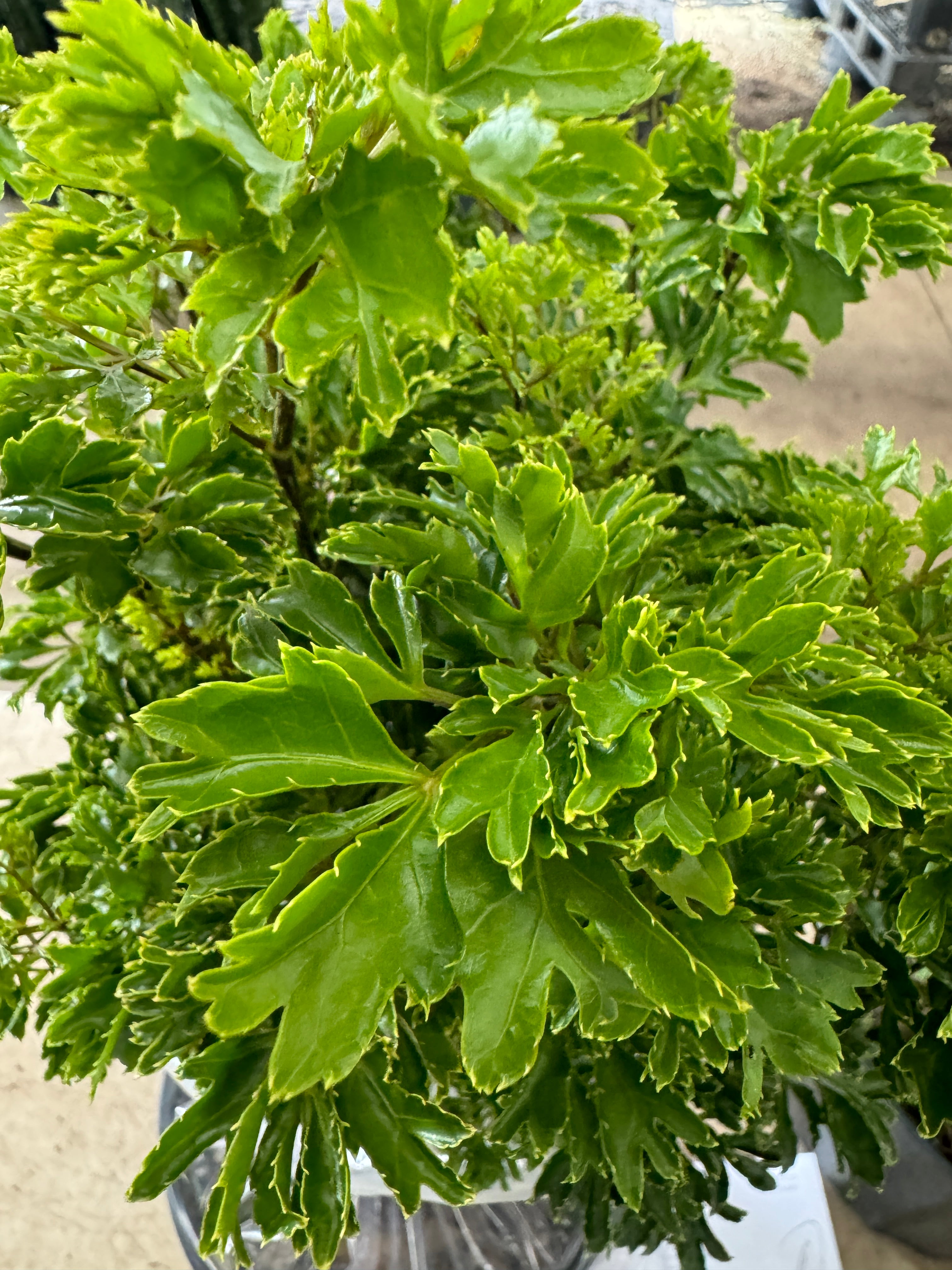 Aralia Hawaiian Ming, Polyscias Fruticosa (Ming Aralia)