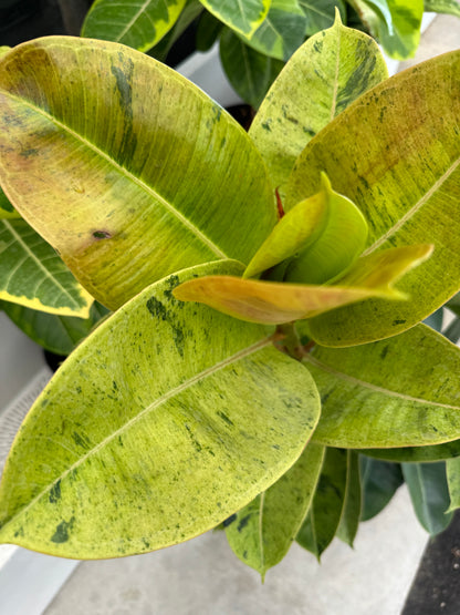 leaves of Ficus Shivereana Moonshine Bush