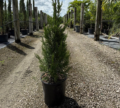 Juniper Hillspire