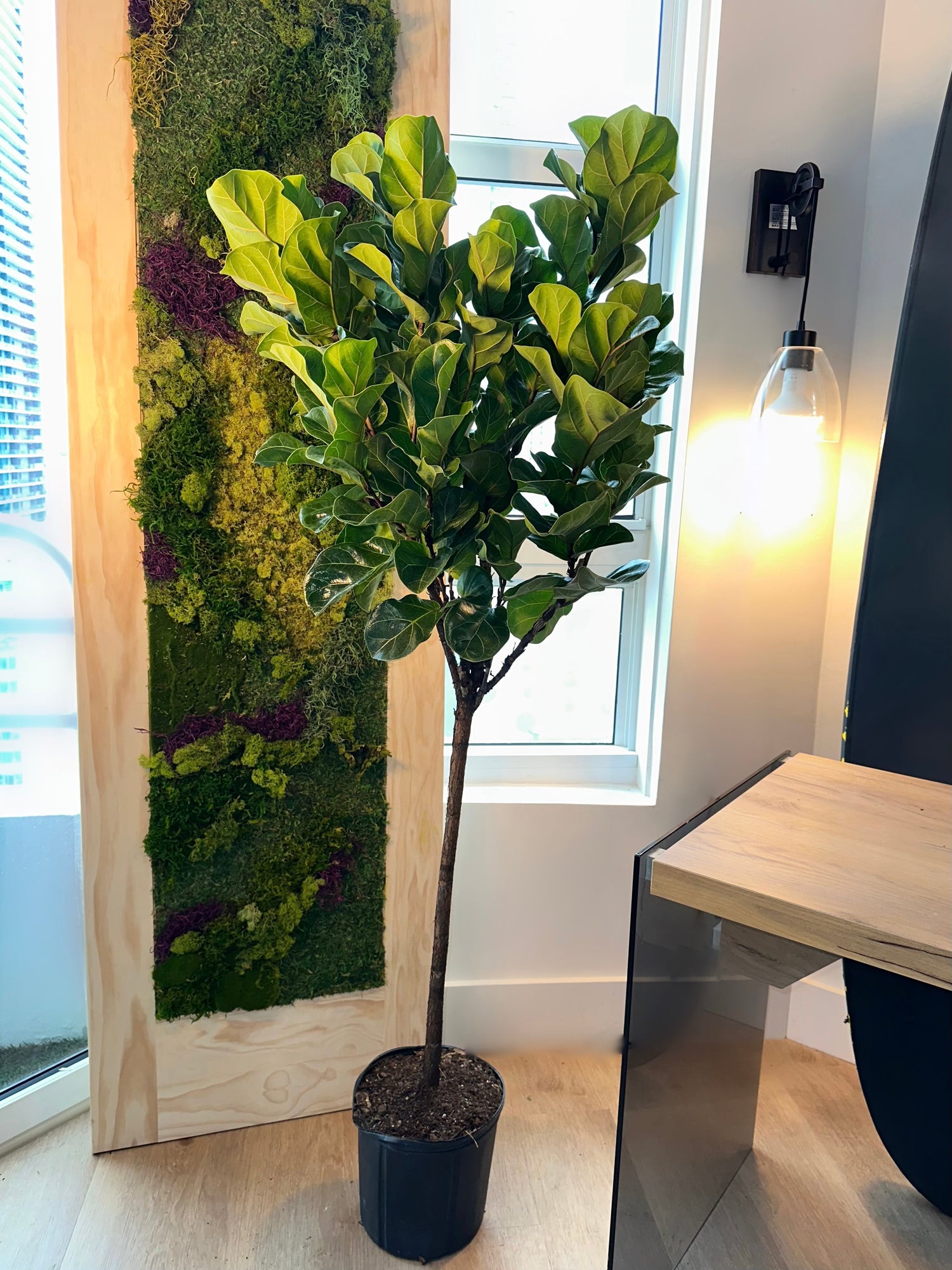 Ficus Bambino Tree Like Form Single Stem, Fiddle Leaf Fig Tree