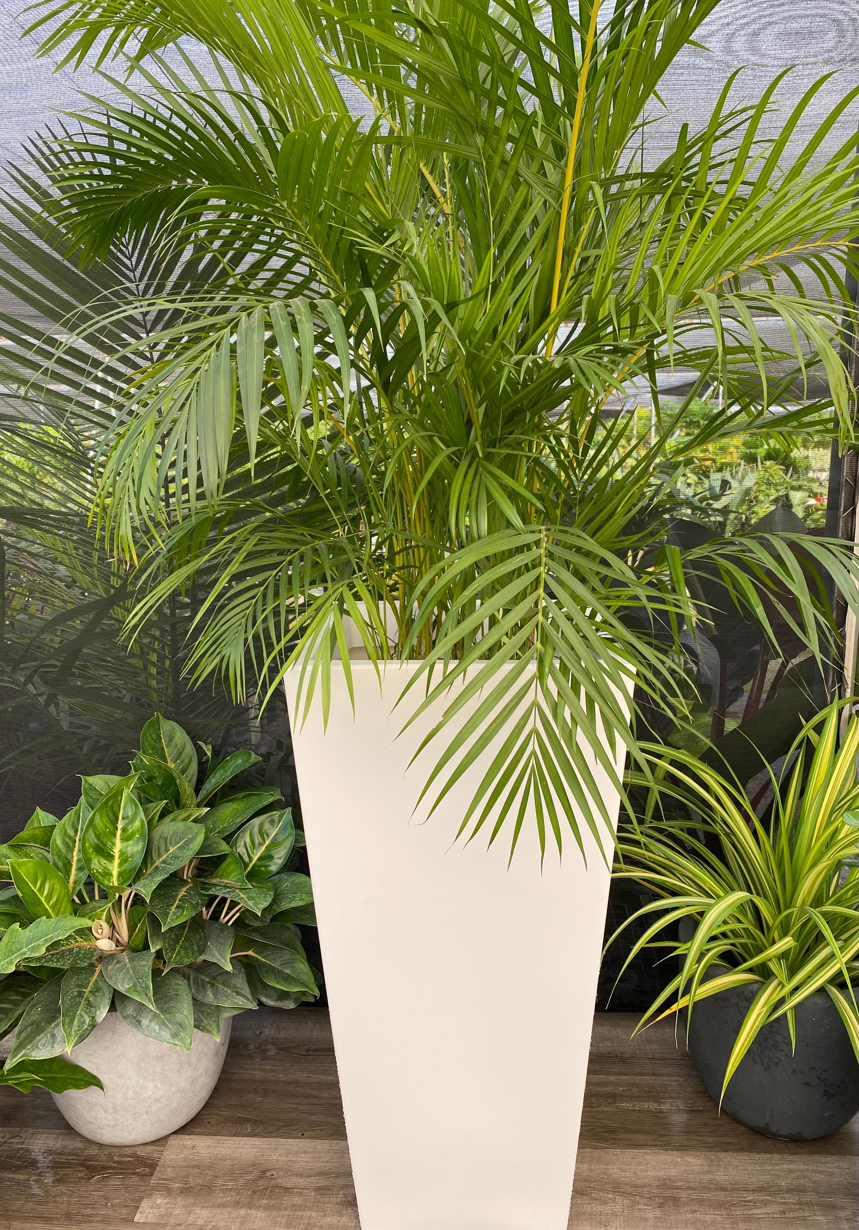 plant pot for palm tree Tall Modern Planter Pot, Tapered Square Design