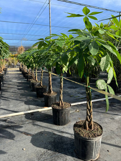 Money Tree Braided, Large Trunk Tree Form, Pachira Aquatica