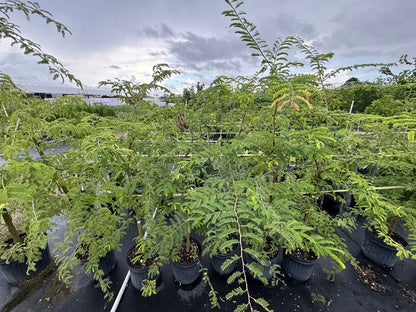 Tart Tamarind Fruit Tree, Tamarindus indica