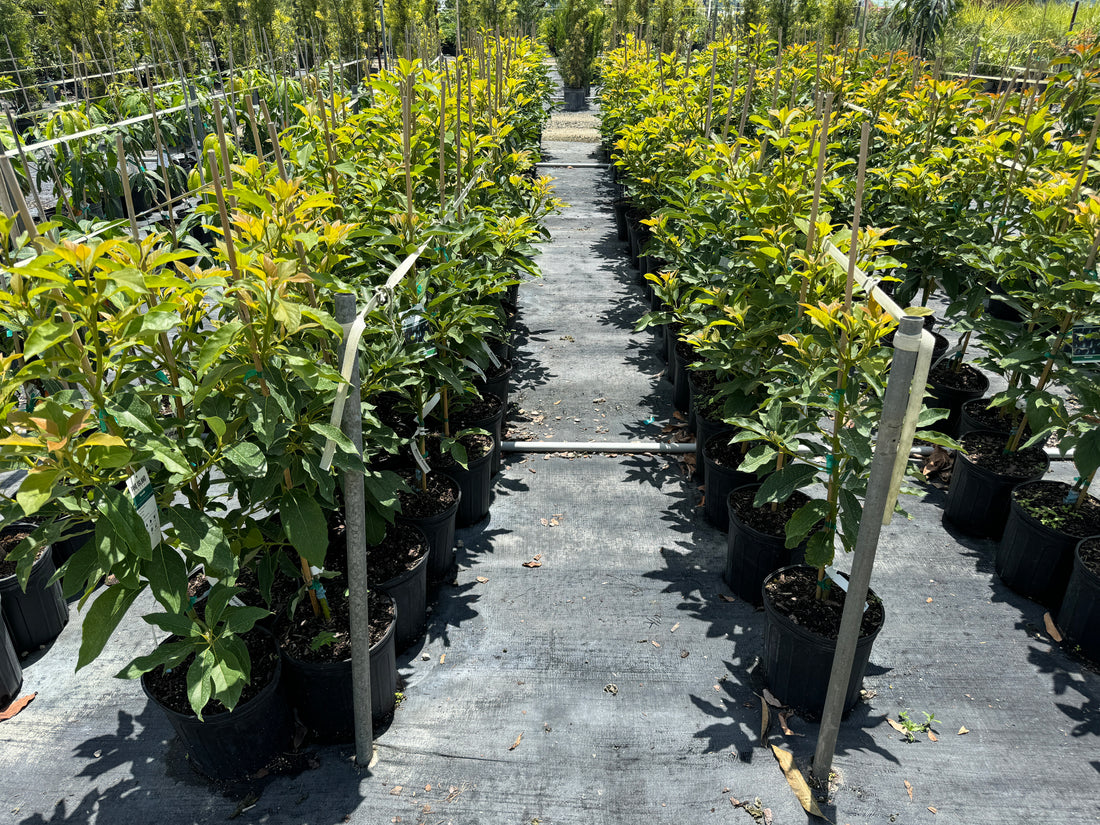 Mexicola Avocado Fruit Tree Cold Hardy, Persea Americana