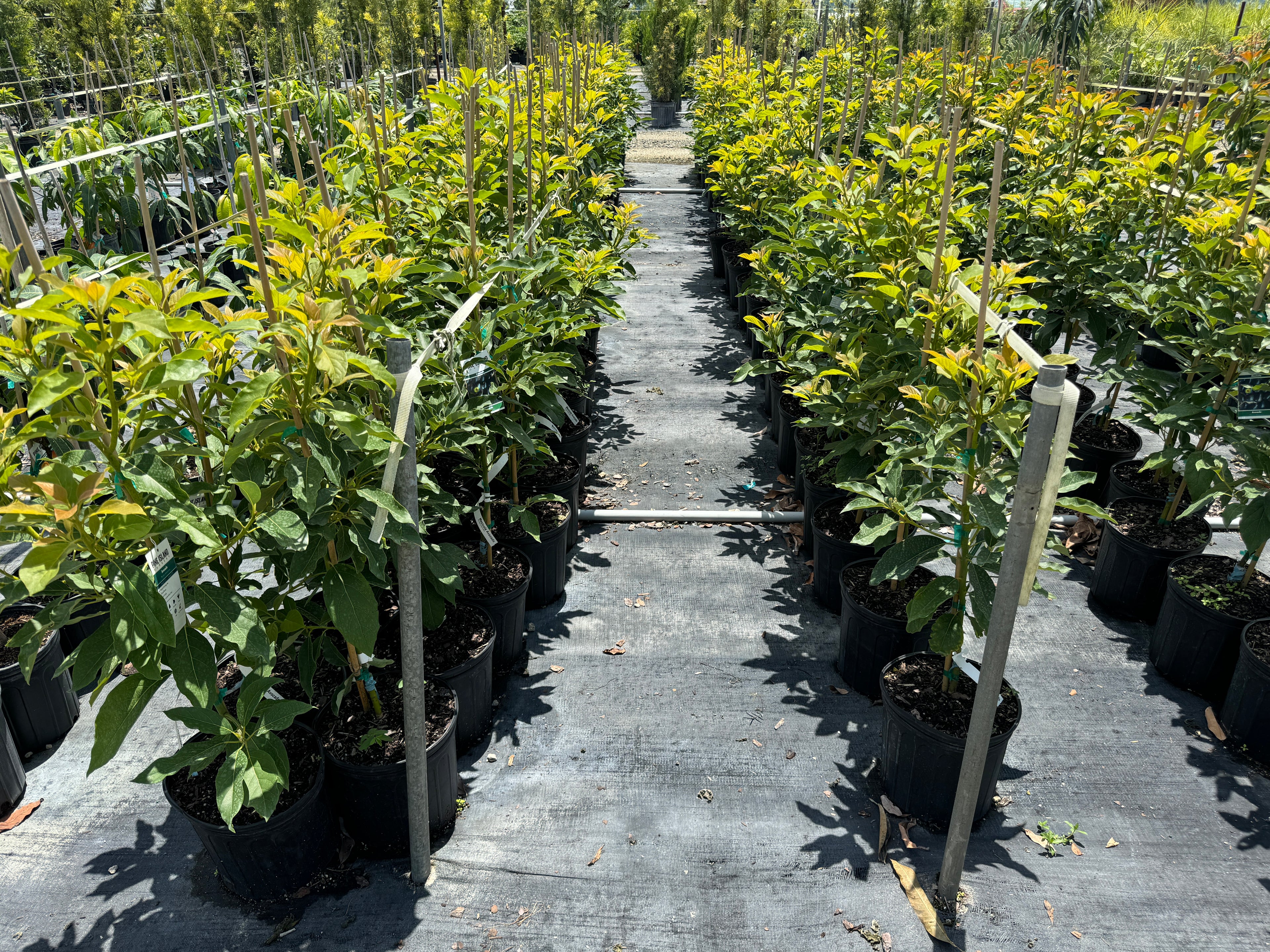 Mexicola Avocado Fruit Tree Cold Hardy, Persea Americana