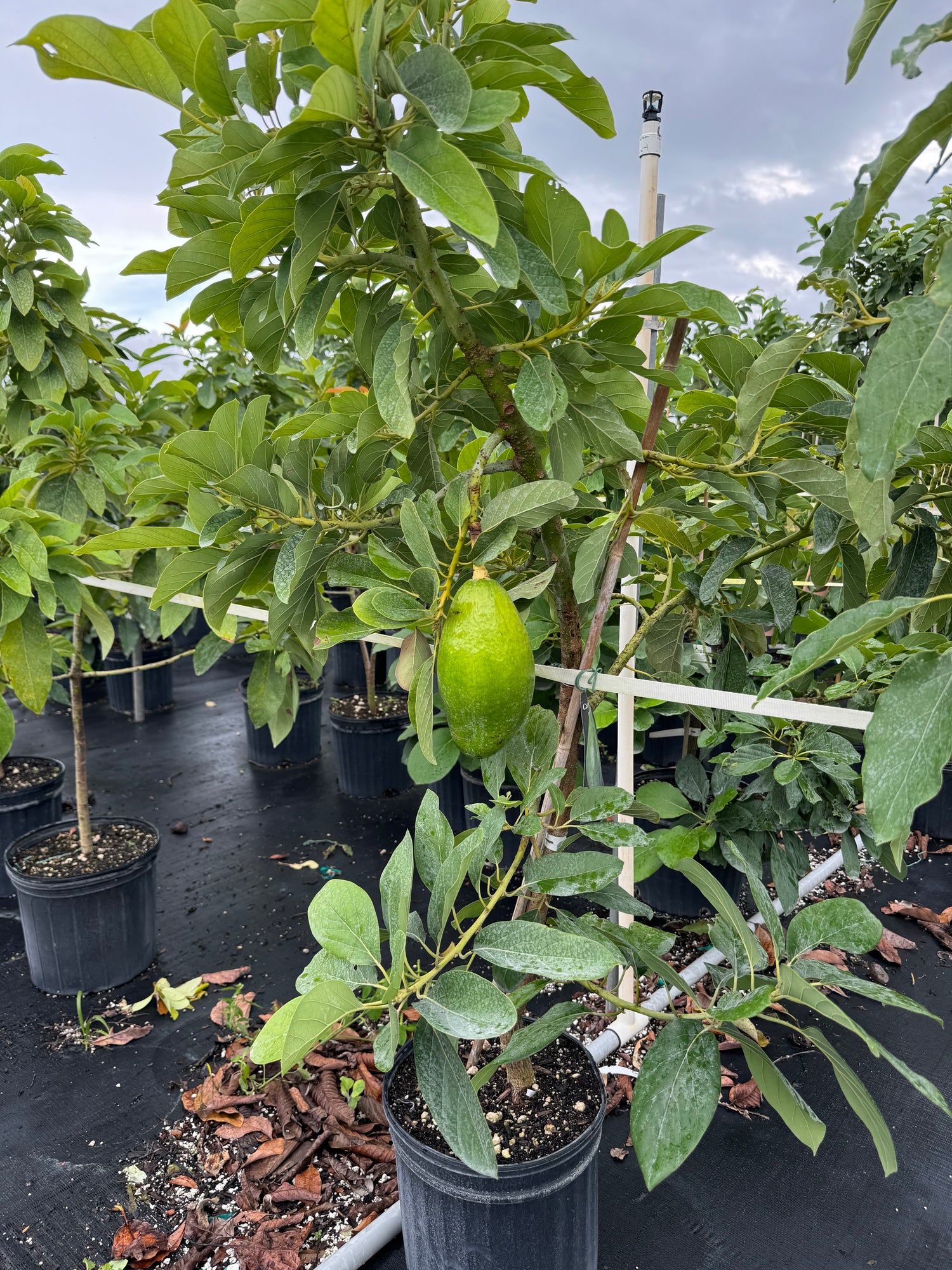 Avocado Fruit Tree Cold Hardy, Persea Americana