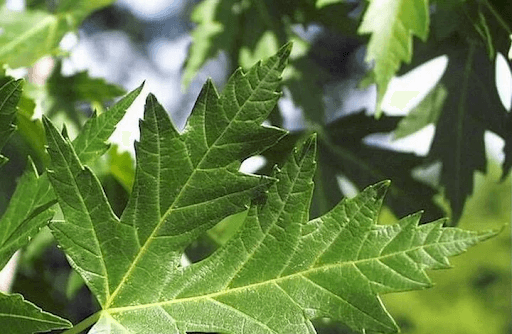 Types of Maple Trees and How to Identify – Eureka Farms