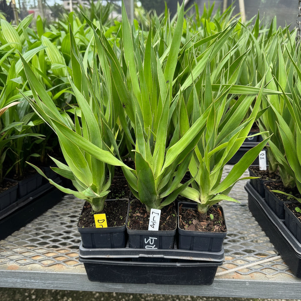 Dracaena Draco Canary Islands Dragon Tree, Drago