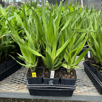Dracaena Draco Canary Islands Dragon Tree, Drago