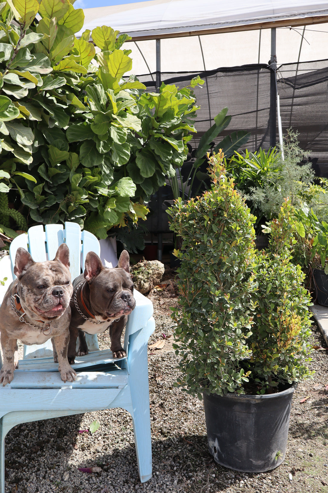Topiary Eugenia Dog Form, Frenchie Style