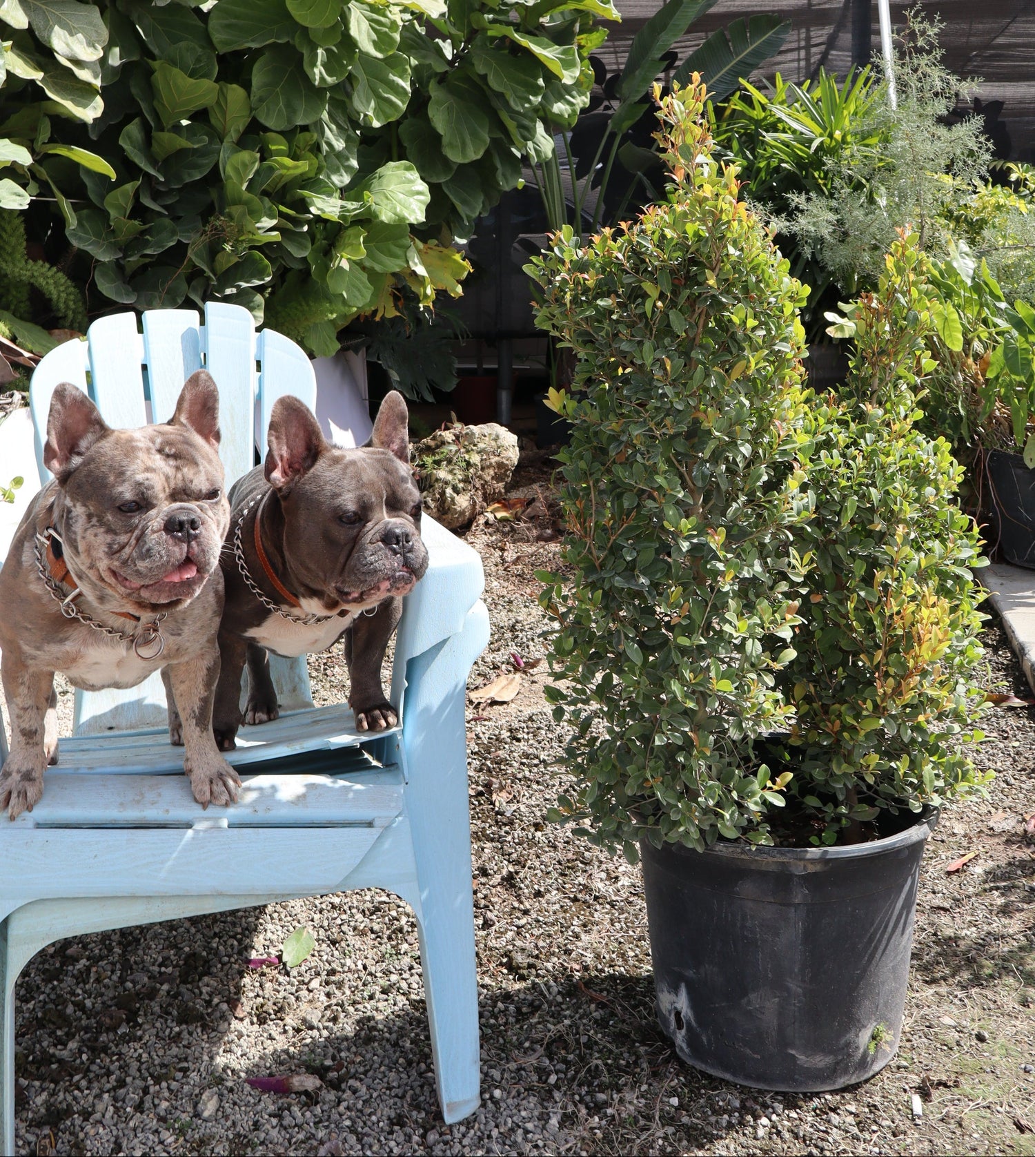 ficus audrey dogs Shop Our Topiary Eugenia Dog Shape Tree