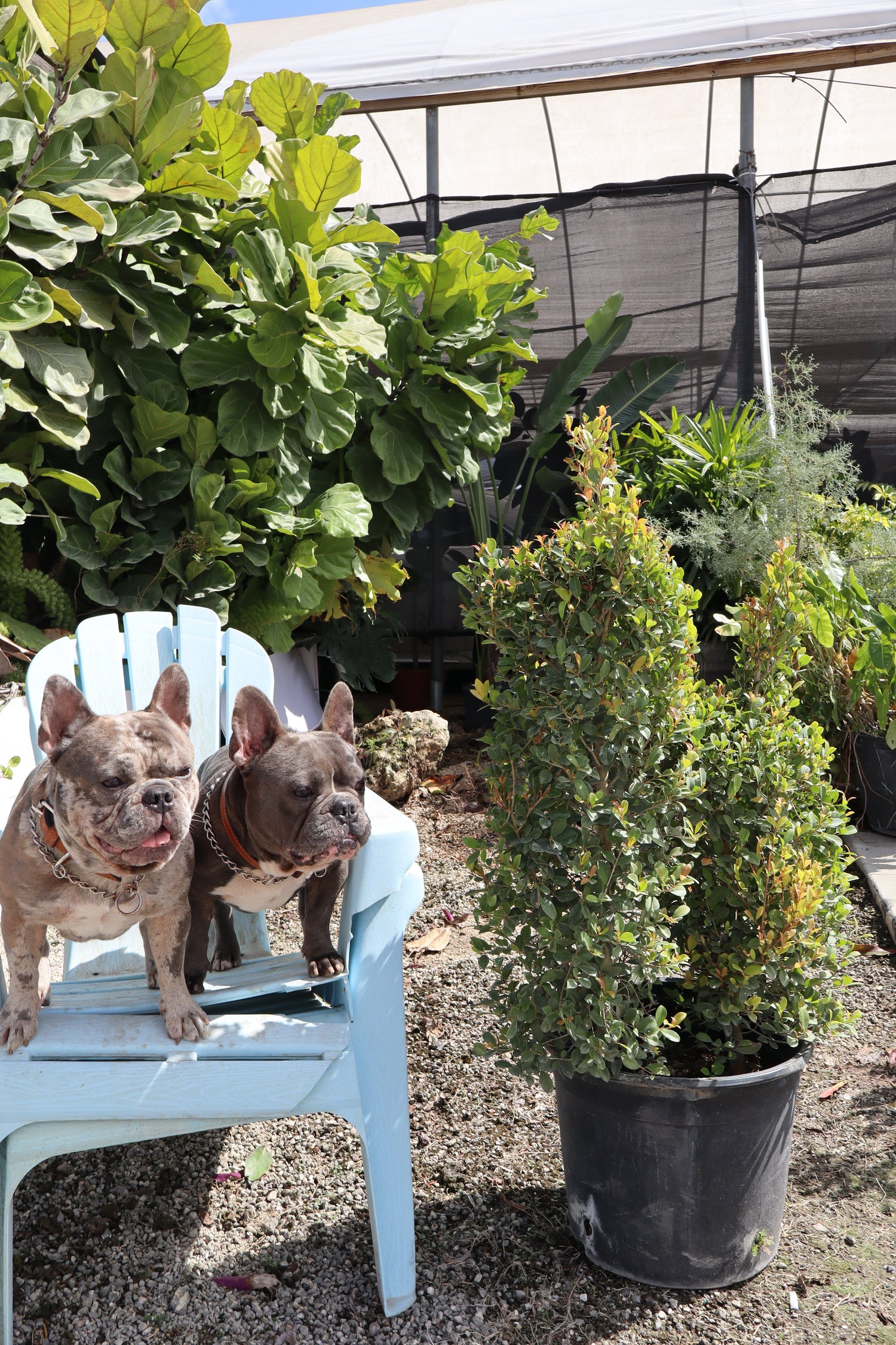 Topiary Eugenia Dog Form, Frenchie Style