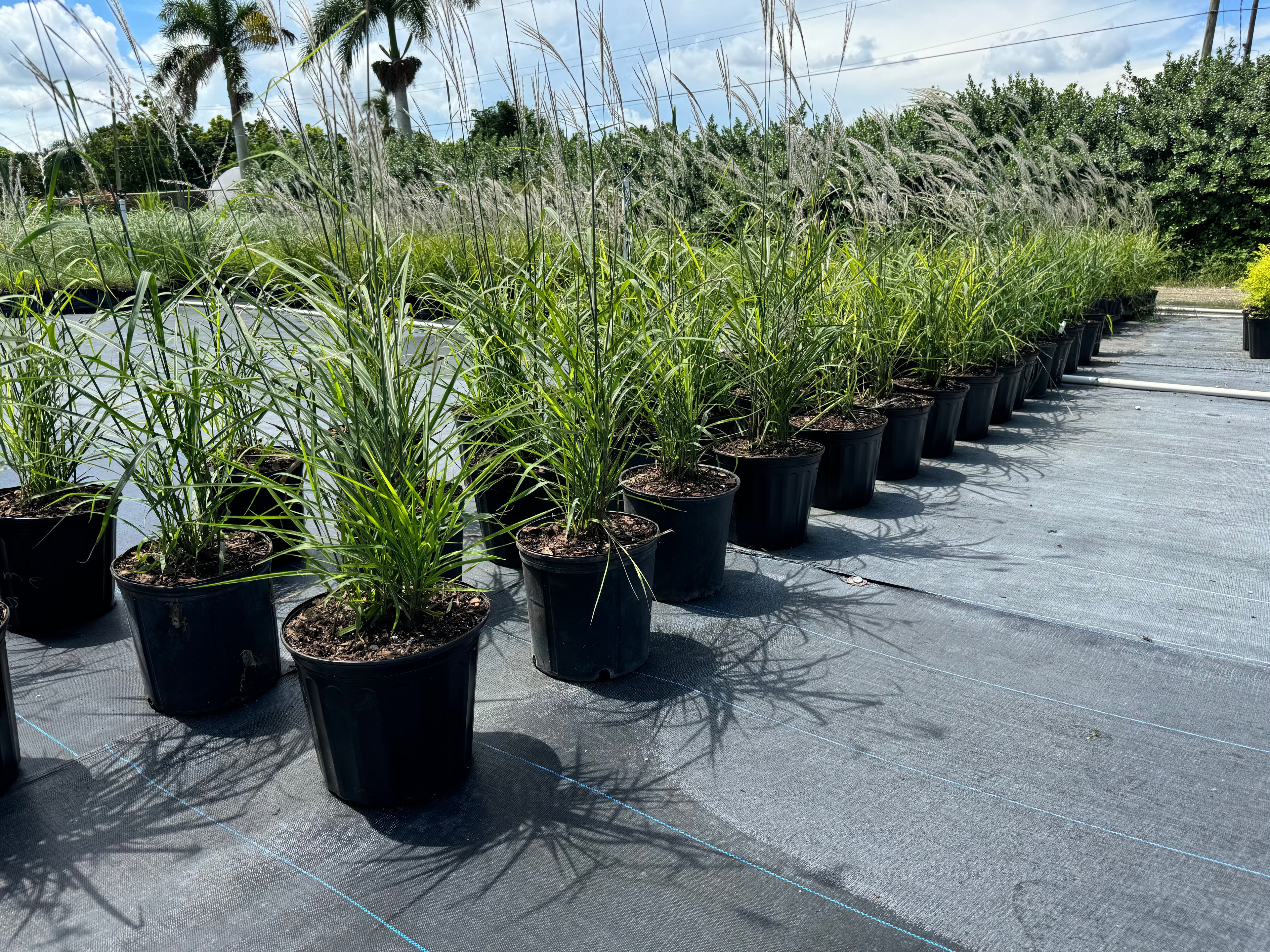 Flame Grass, Miscanthus Purpurascens