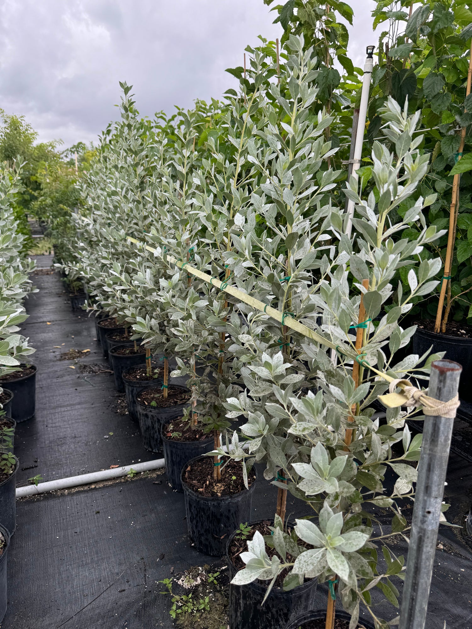 Silver Buttonwood Tree Form, Florida Landscape Tree