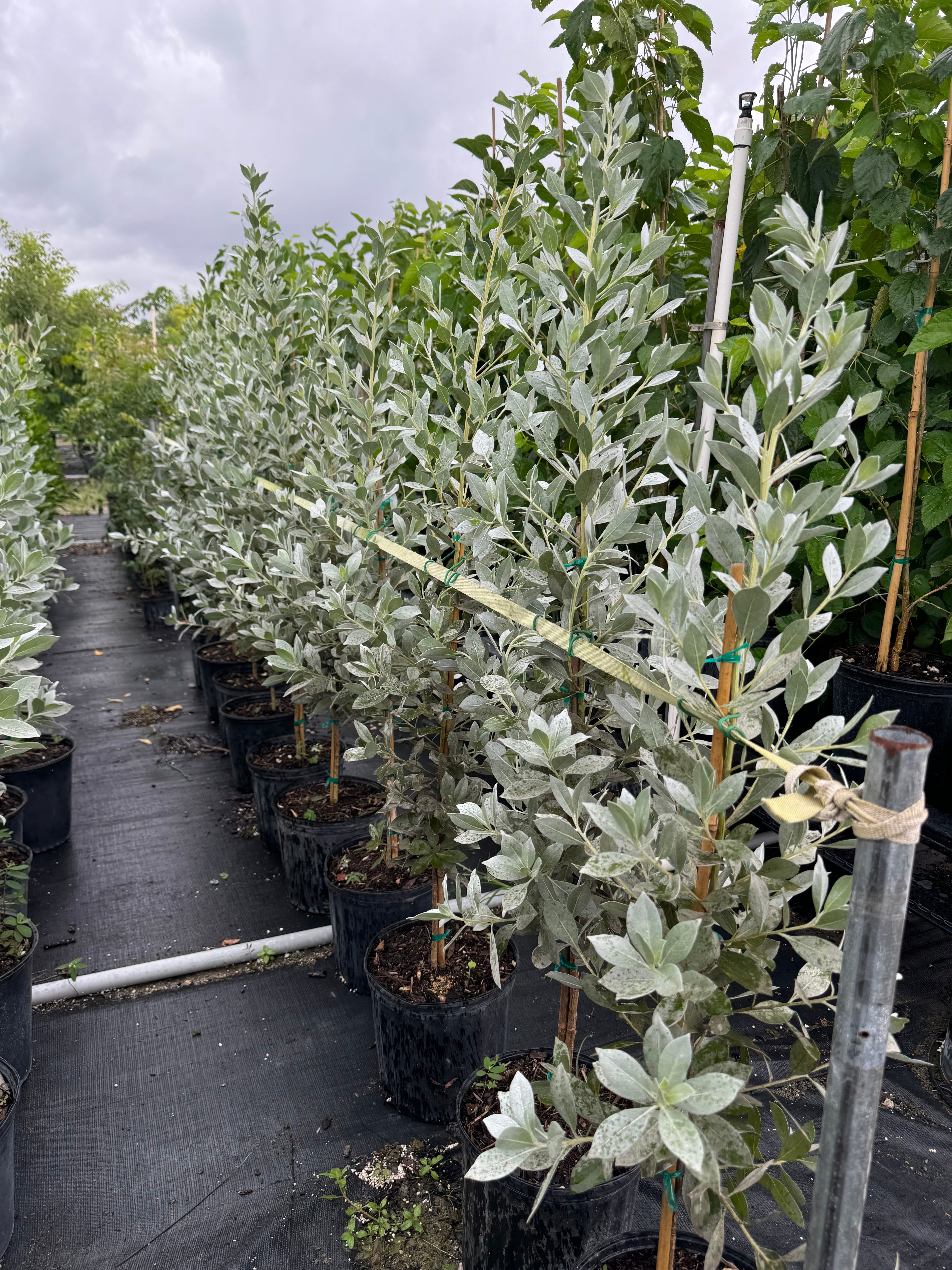 Silver Buttonwood Tree Form