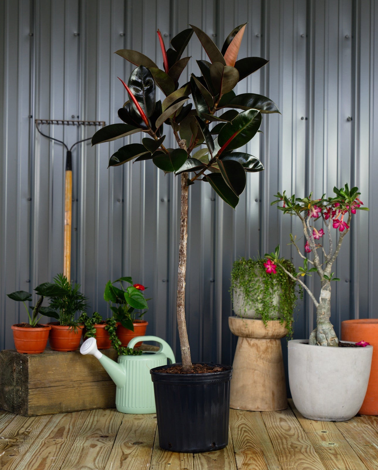 Explore Our Tree Form Plants Collection | Eureka Farms
