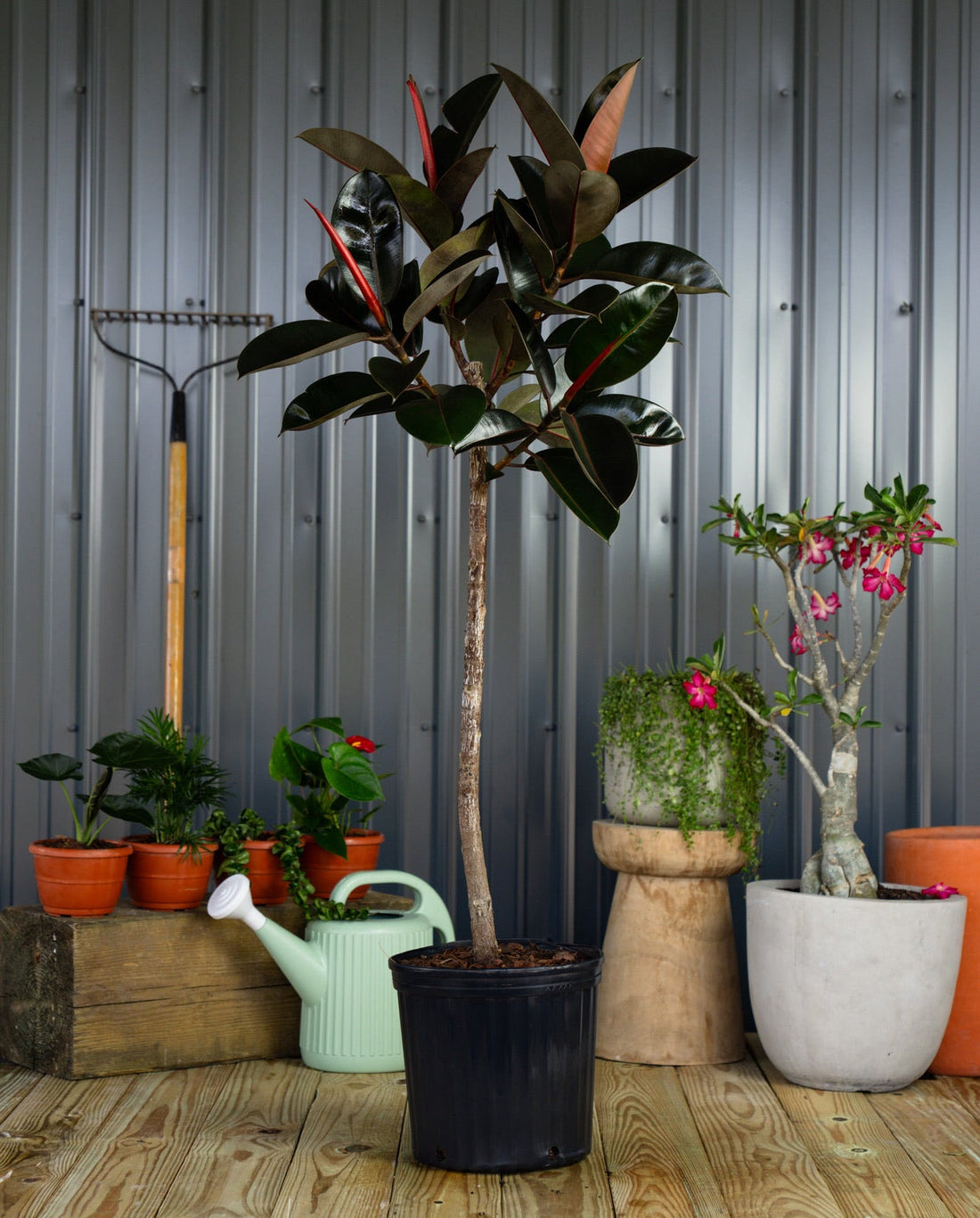 Ficus Burgundy Tree Form Multi-branch, Single Stem Rubber Tree