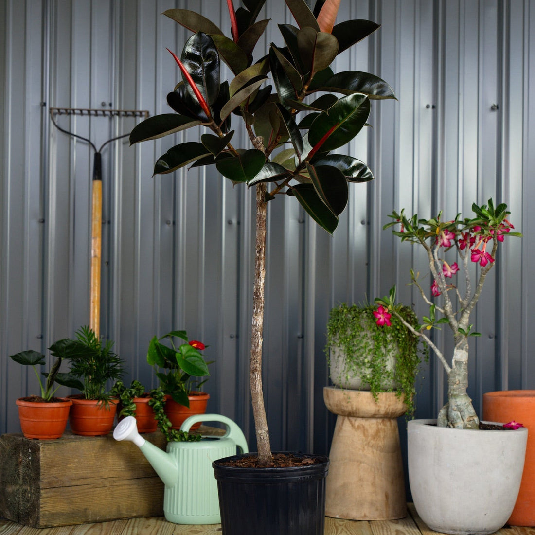 Ficus Burgundy and a Collection of potted plants on a wooden floor with a metal wall background