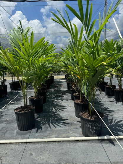 Christmas Palm Triple, Veitchia merrillii, Adonidia Merrillii