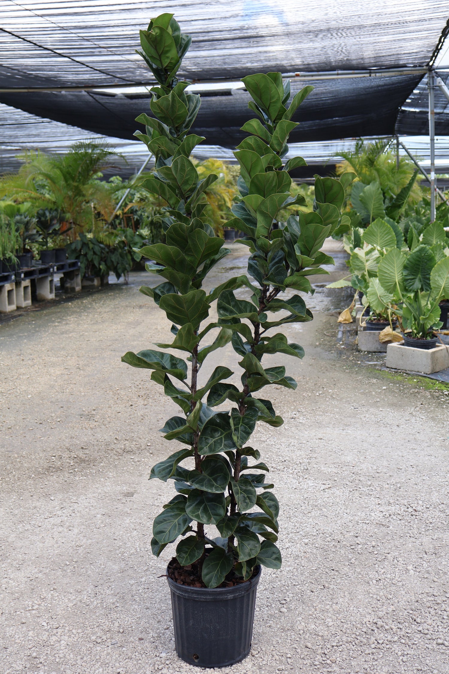 Ficus Bambino Bush Form, Fiddle Leaf Fig Tree