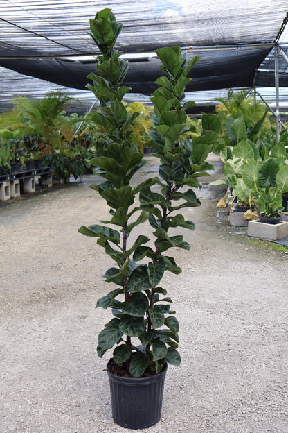 Ficus Bambino Bush Form, Fiddle Leaf Fig Tree
