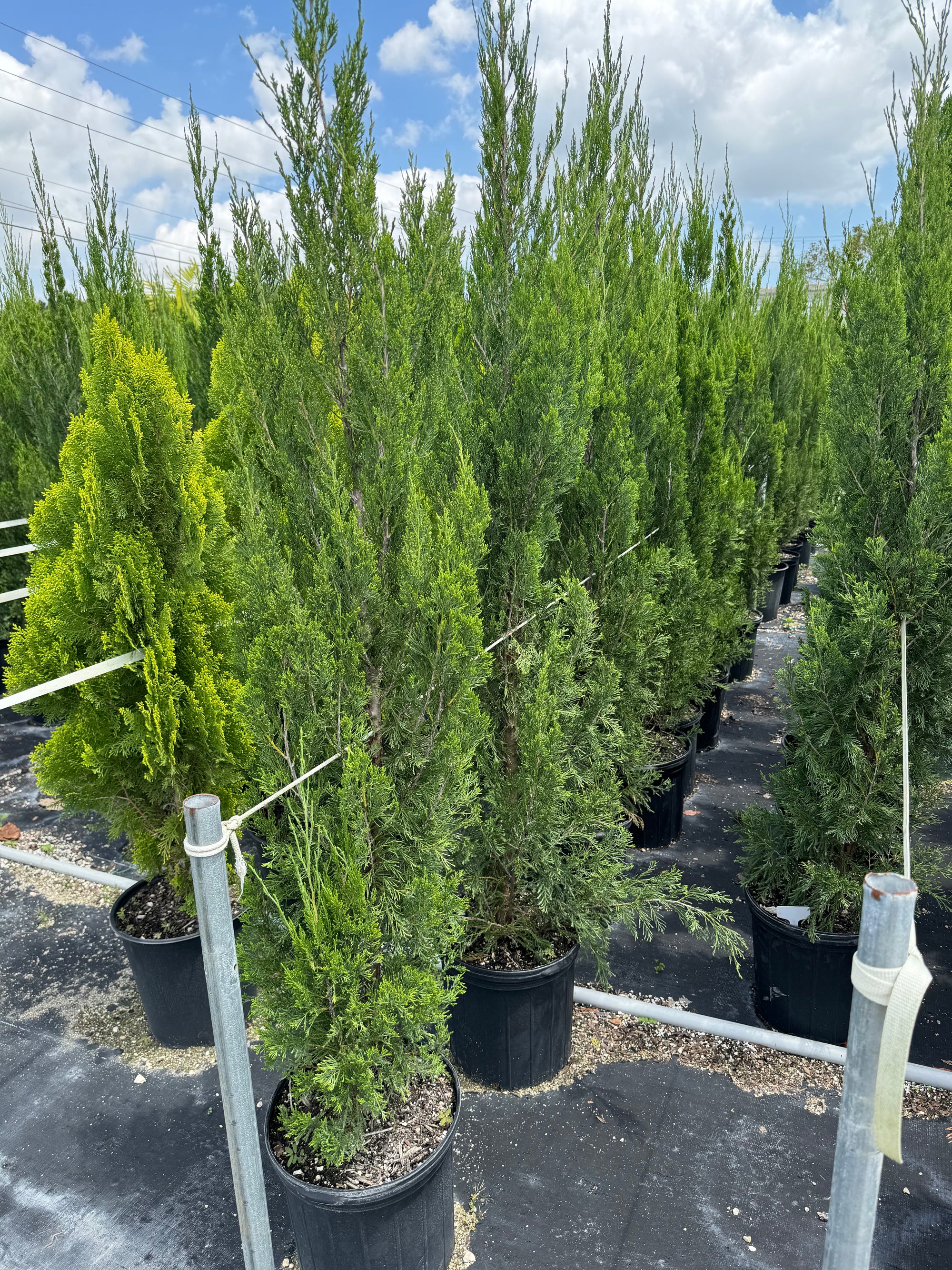 Buy Brodie Southern Red Cedar Tree | Eureka Farms