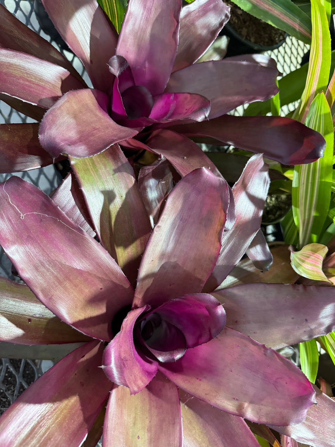 Bromeliad, Neoregelia Puppy Love