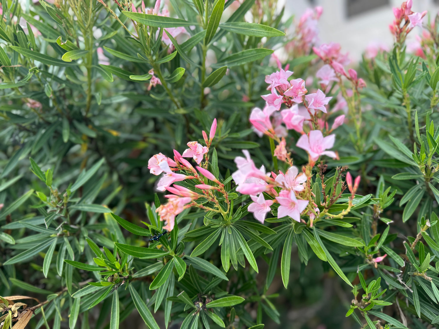 Oleander Calypso Pink Flowering Tree