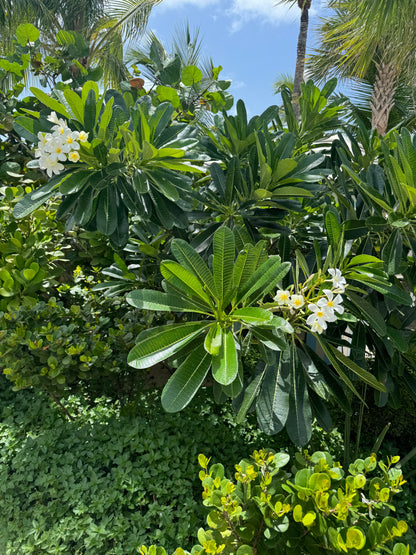 Plumeria Frangipani Obtusa White Orchid Flowering Tree