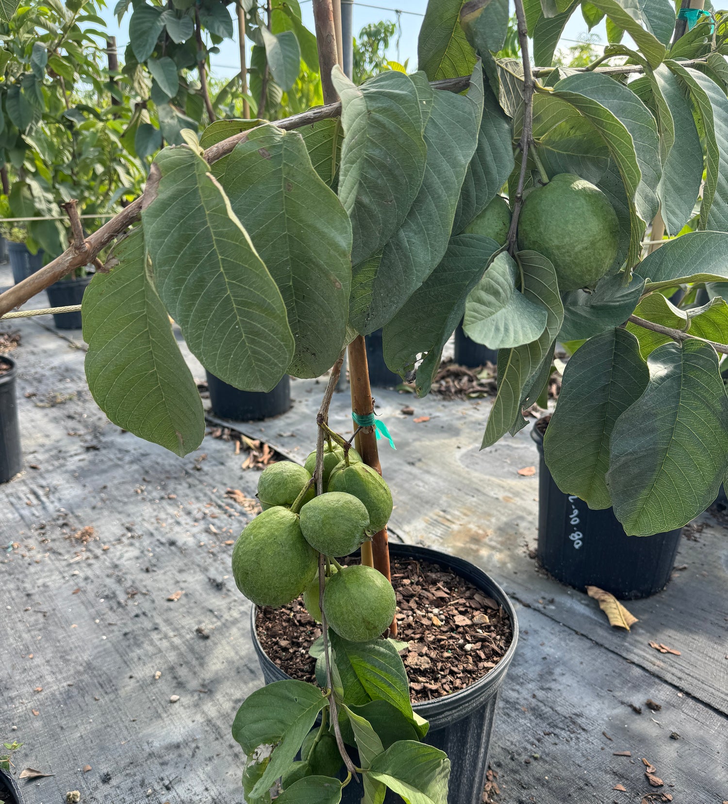 Ruby Supreme Guava Fruit Tree, Psidium Guajava