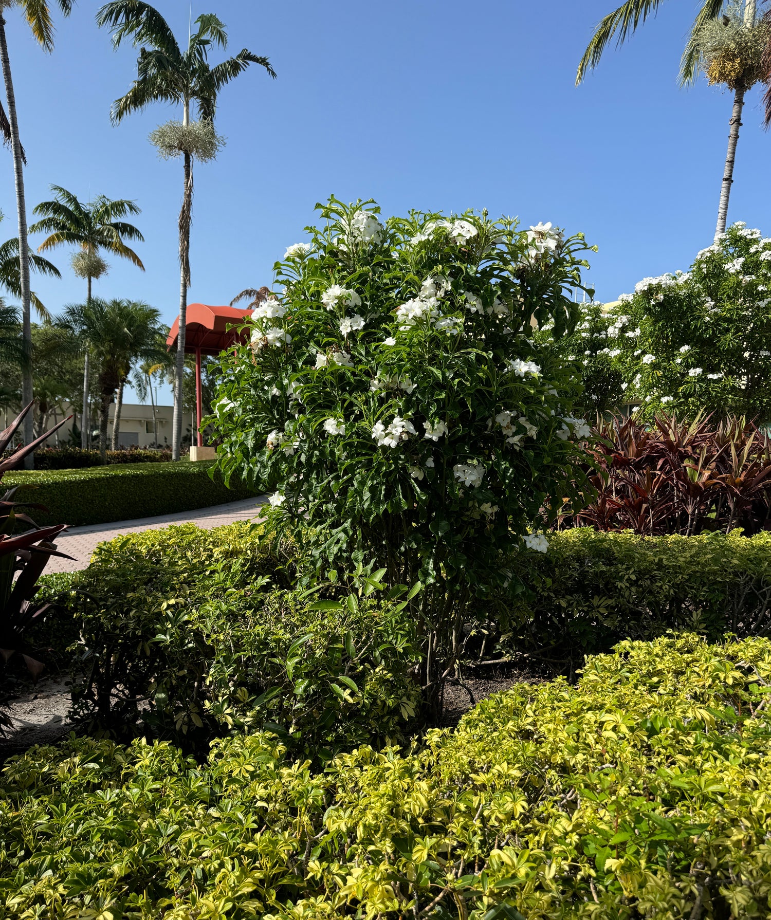 Bridal Bouquet Plumeria White Flowering Tree