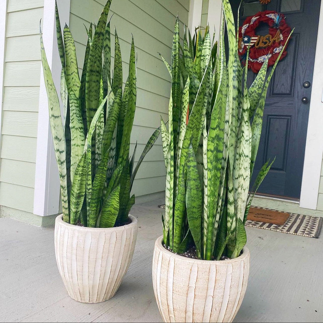 Two Sansevieria Zeylanica, Snake Plants featuring tall, upright, variegated green leaves in textured white planters, positioned outdoors on a porch next to a blue front door