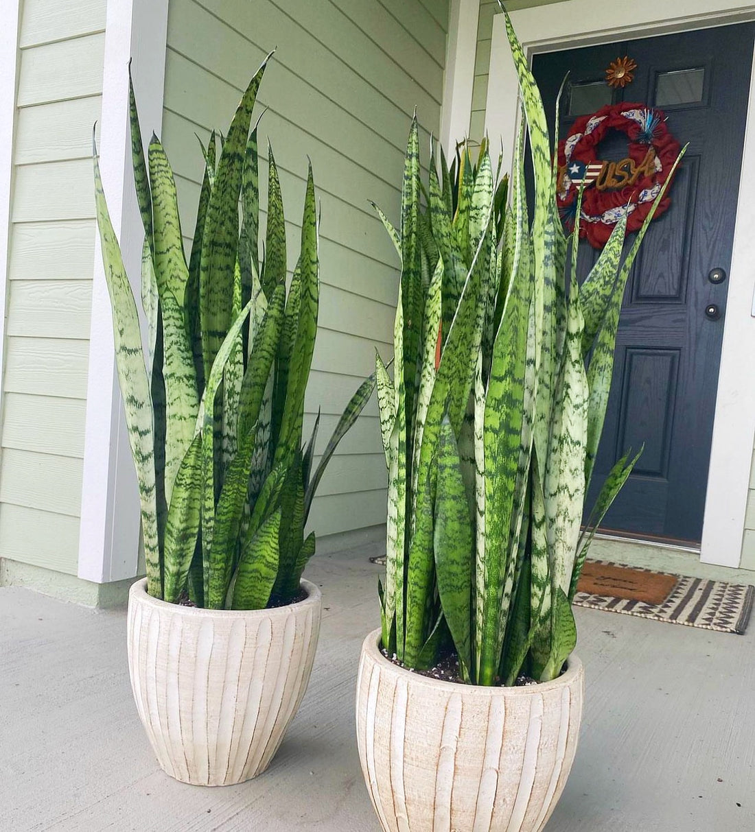 Sansevieria Zeylanica, Snake Plants