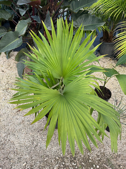 Kerriodoxa Elegans Palm Tree, Rare and Exotic