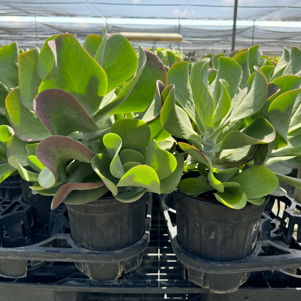 Kalanchoe Cactus, Thyrsiflora &