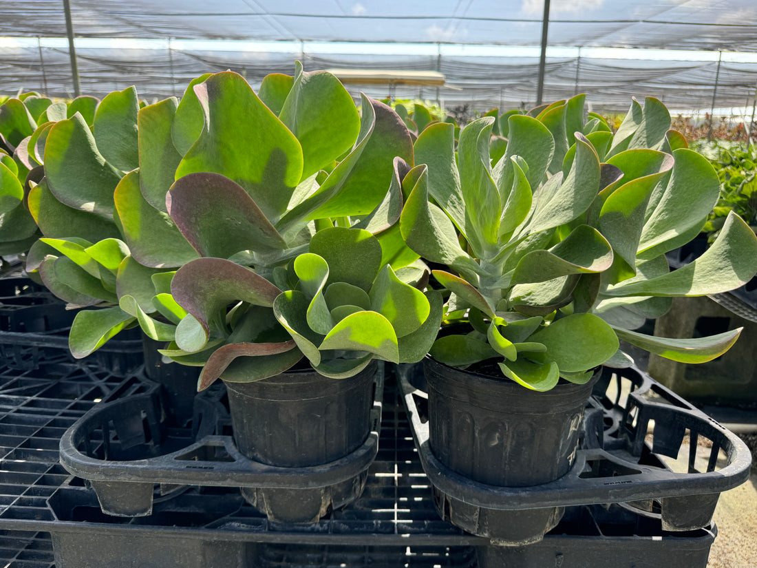 Kalanchoe Cactus, Thyrsiflora &