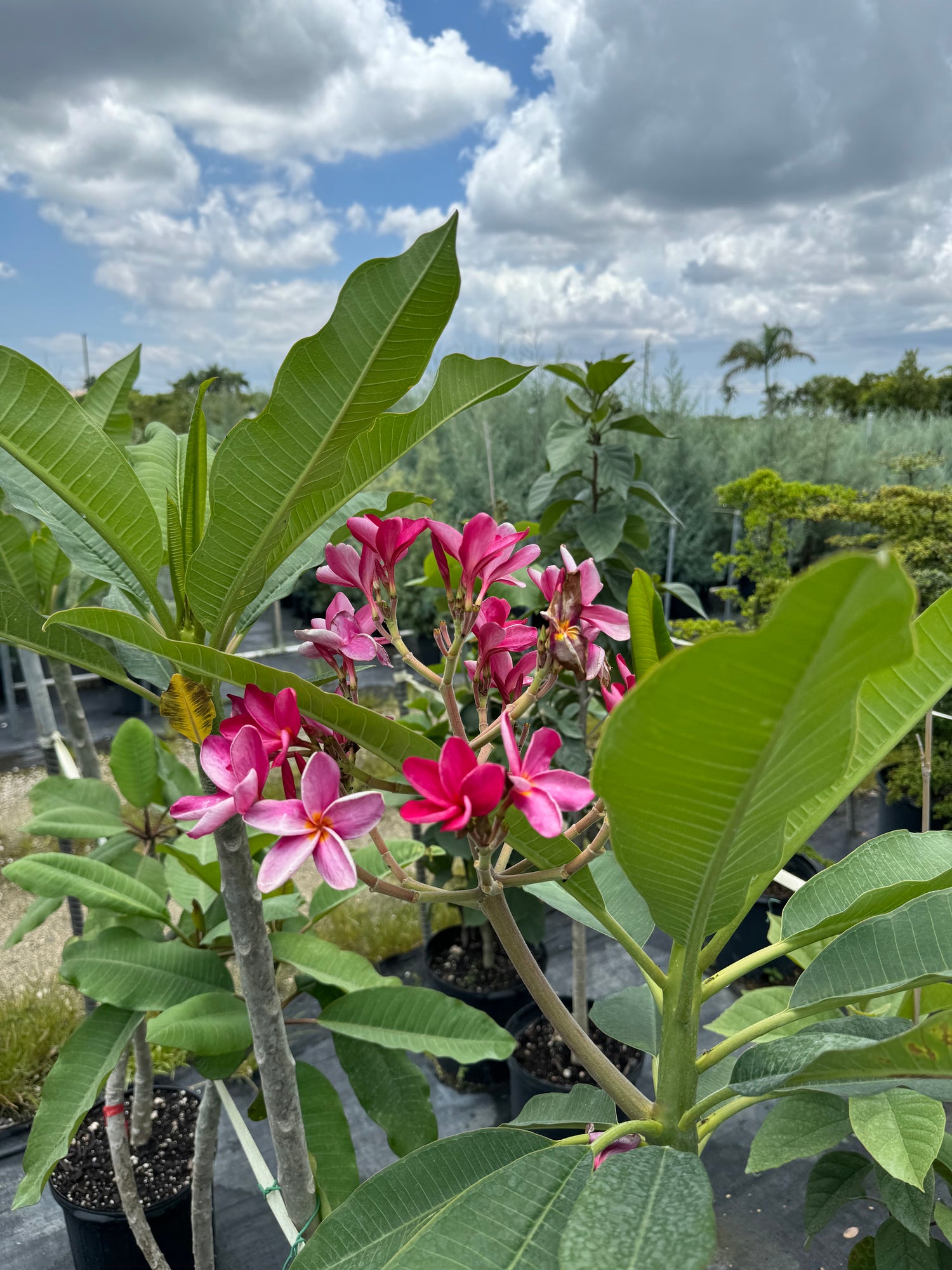 Plumeria Rubra Red Orchid Flowering Tree