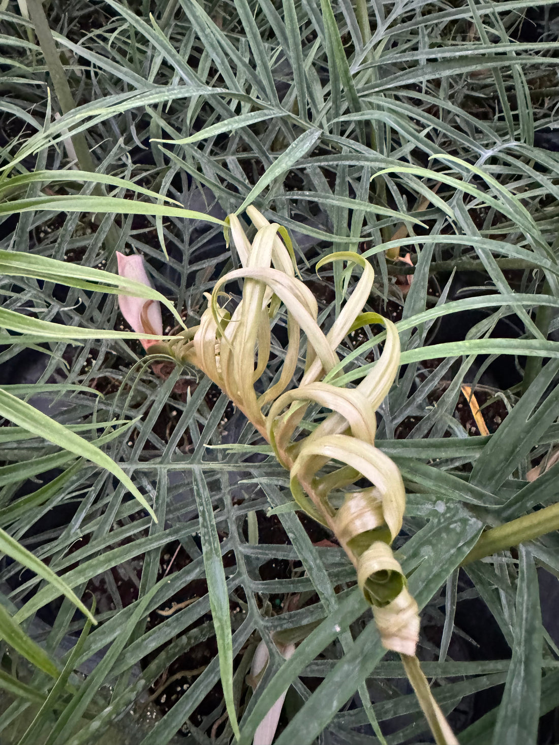 close view of Philodendron Tortum, Fern Leaf Vining Plant