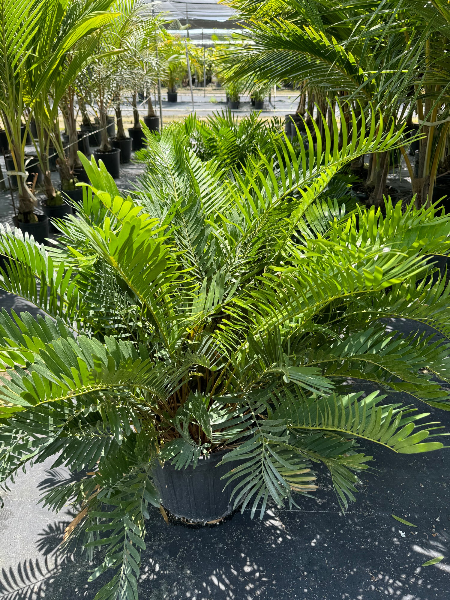 uper view of Coontie Palm, Zamia Floridana Fern