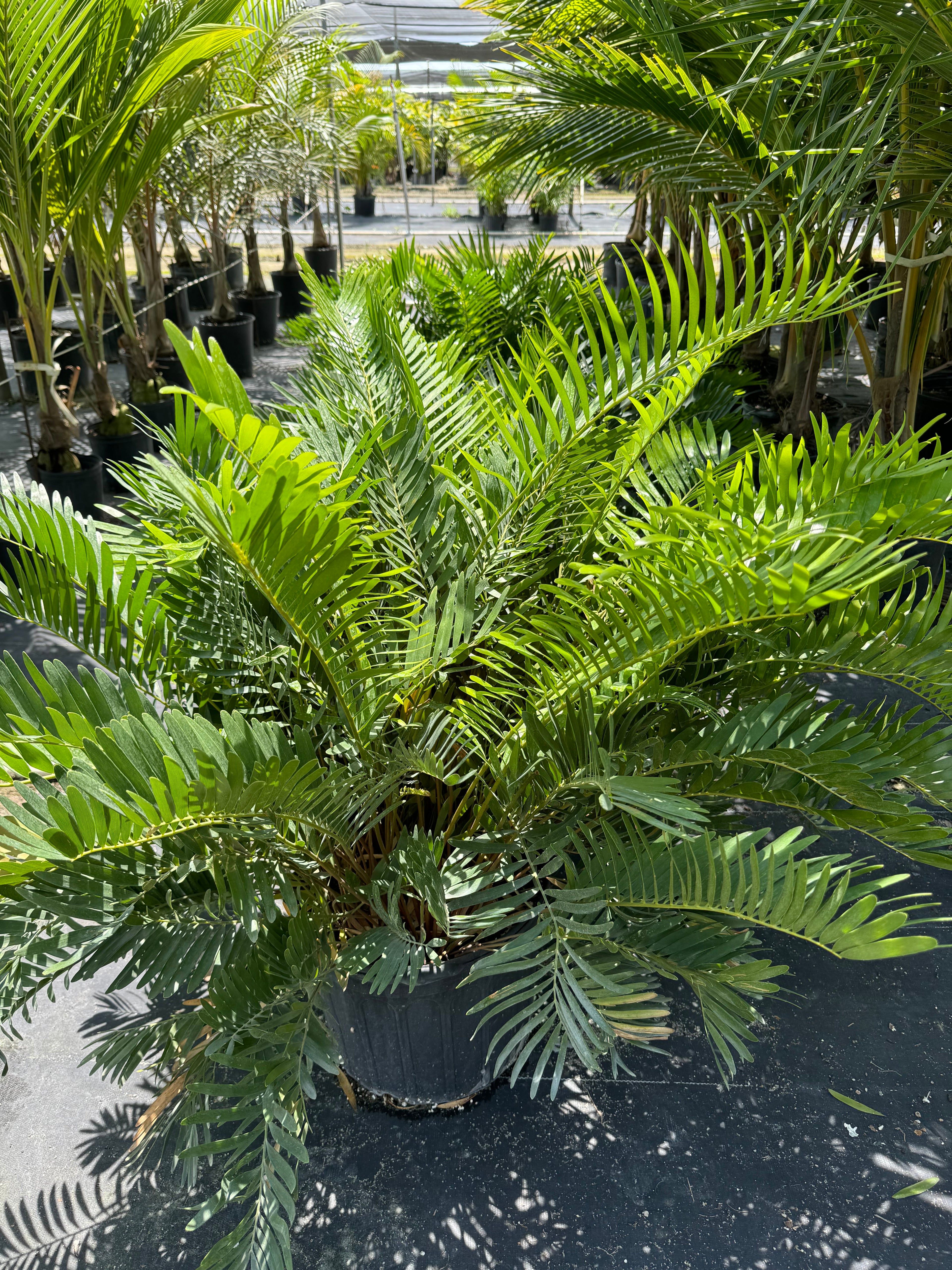 uper view of Coontie Palm, Zamia Floridana Fern