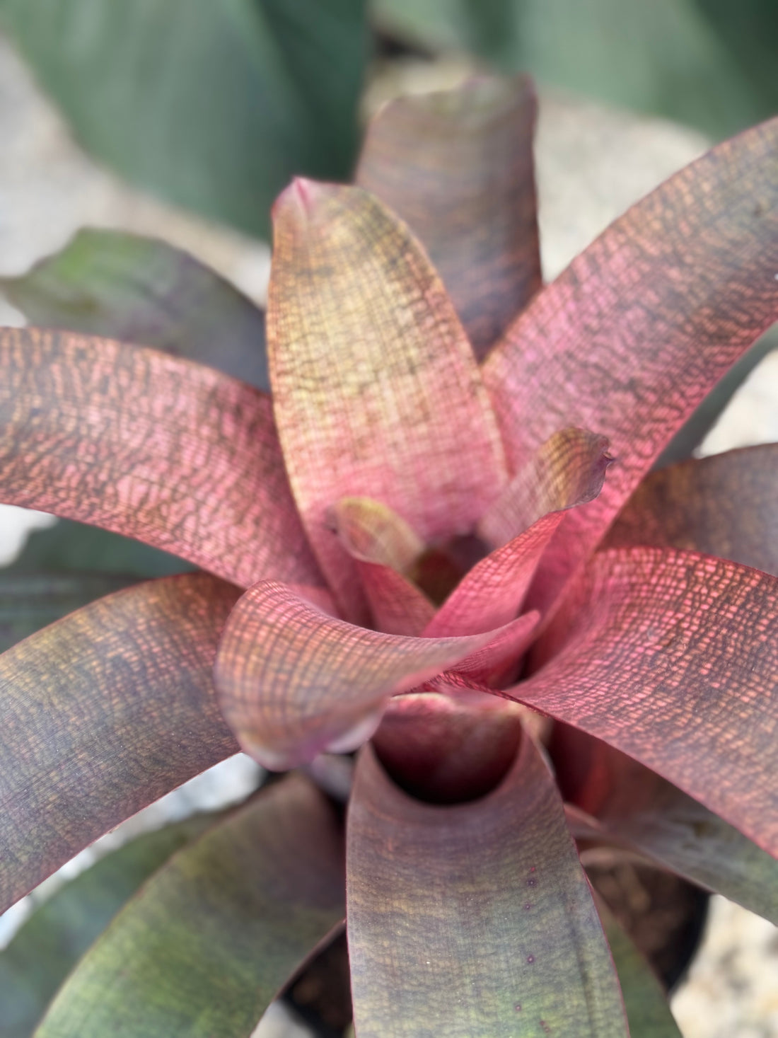 Bromeliad, Neoregelia Sherlette Shiigi