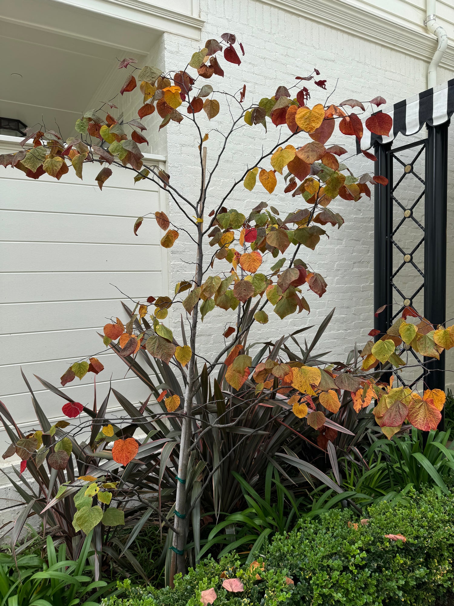 Red Maple Tree, Acer Rubrum