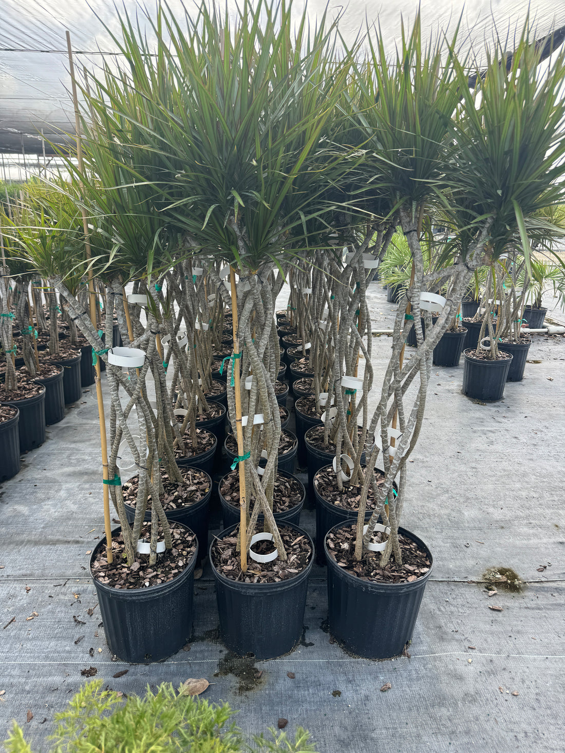 Dracaena Open Braided Green, Dragon Tree Open Braid Trunk