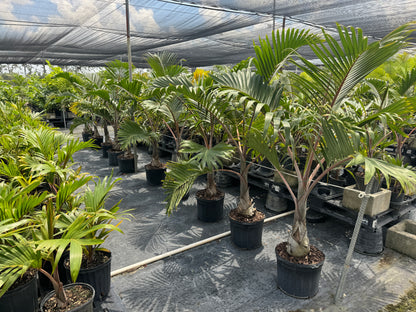 the little botanical extra large areca palm plant & basket Explore Bottle Palm, Hyophorbe lagenicaulis