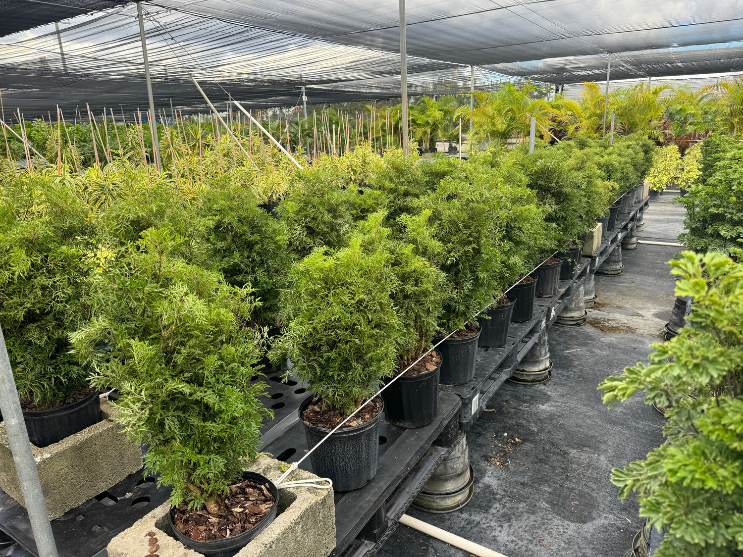 Aralia Parsley Tree, Polyscias Fruticosa