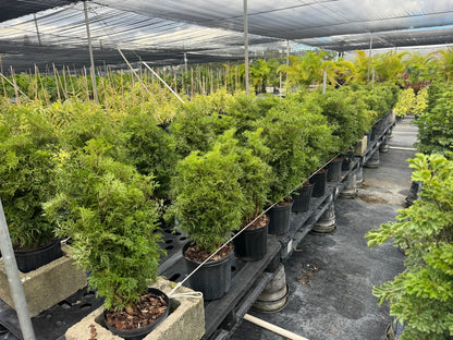 Aralia Parsley Tree, Polyscias Fruticosa